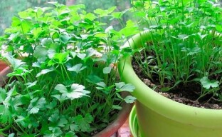 We grow parsley in an apartment - how to sow seeds correctly