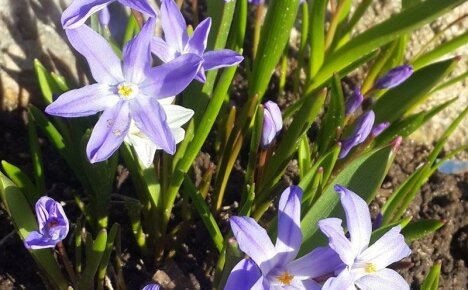 Vertreter der Flora mit einem subtilen Duft von Frühlings-Chionodox-Blüten (Pflanzen und Pflege)