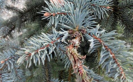 Diseases of spruce trees and their treatment: recommendations of experienced gardeners