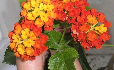Цвете на дъгата lantana camara - какво е особеното в него и как да расте
