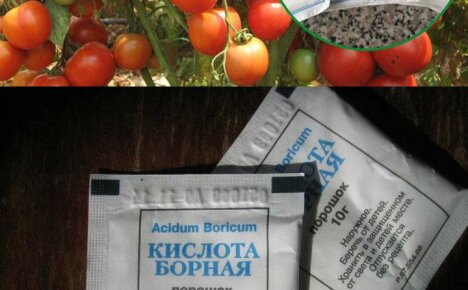 Como e por que borrifar tomates com ácido bórico