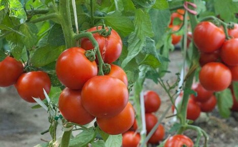 För odling av tomater använder vi Maslov-metoden