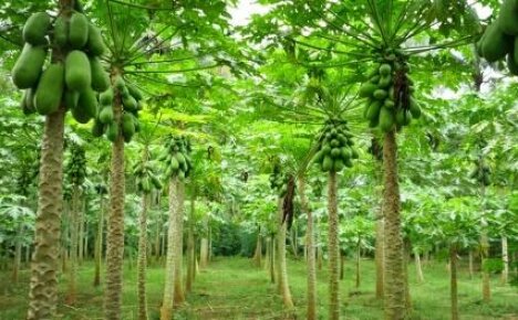Where does the melon tree grow - get acquainted with an exotic plant