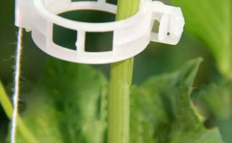 Features of the use of clips for garters of plants in greenhouses and in the open field