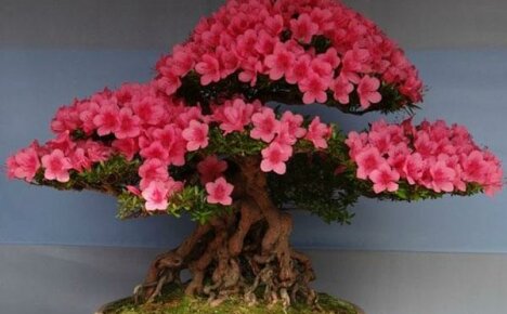 Ako pestovať sakura bonsaje doma