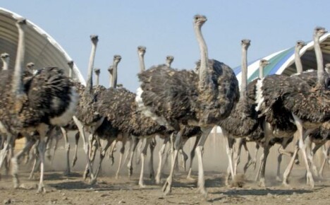 Fazenda de avestruzes no país - vamos resolver esse problema!