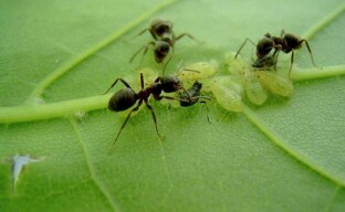 Alles over de bladluizen die mieren vervoeren