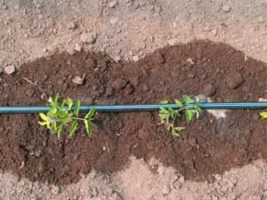 Système d'irrigation goutte à goutte de jardin