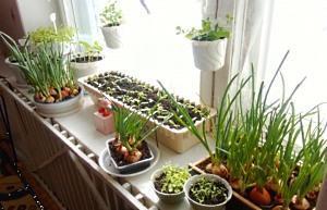 verdure sul davanzale della finestra