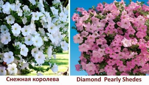 صورة زهور البتونيا مع الأسماء