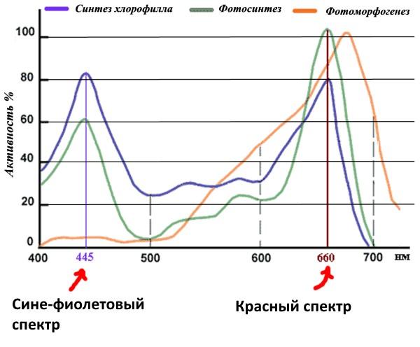 Influence of the light spectrum on plant growth