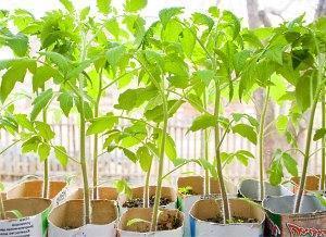 tomato seedlings on the windowsill