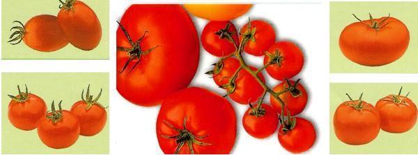 Arten von Tomaten