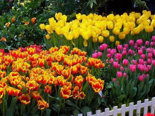 tulipány na záhone