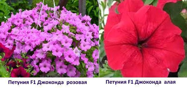 ภาพถ่าย Petunia F1 Gioconda สีชมพูและสีแดงเข้ม
