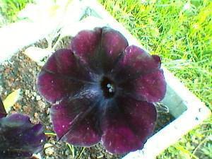 blackberry petunia sophistry