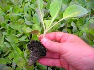 cabbage seedlings