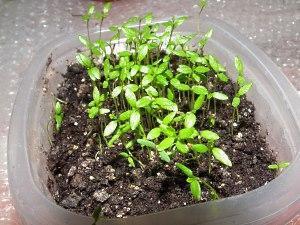 celery seedlings