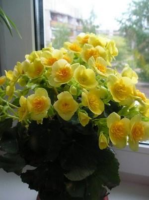 Yellow flowers of begonia Elatior
