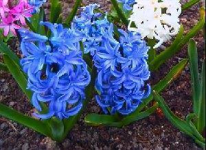 hyacinter