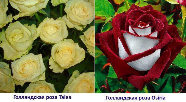 Fotografie holandské růže Osiria a Talea