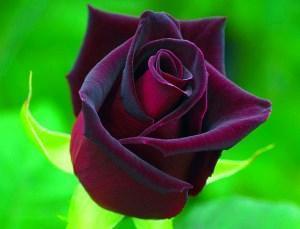 Gollan rose Baccara noir