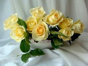 những bông hoa hồng trắng