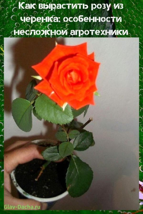 how to grow a rose from a cutting