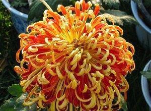 crizantema tufa