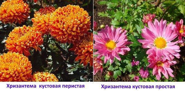 Crizanteme: tufă cu pene și tufă simplă