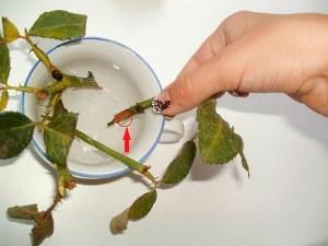 propagation of a chinese rose by cuttings