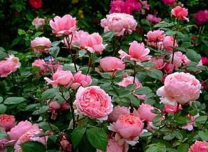 bunga ros merah jambu