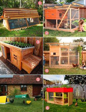 stages of building a chicken coop