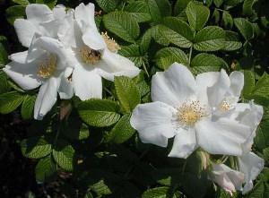 Bílá vrásčitá růže