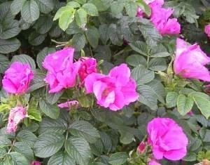 ružové vráskavé kvety ruže