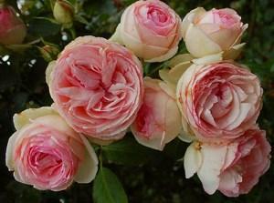 bazsarózsa rózsa fotó
