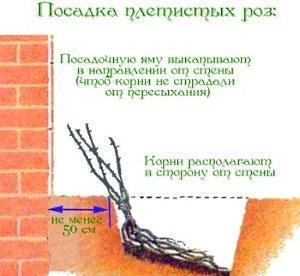 regler för plantering av en klätterros