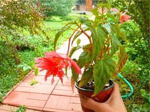 potted begonia