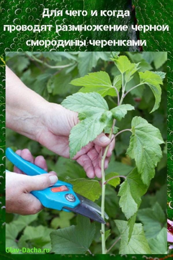 propagation of black currant by cuttings