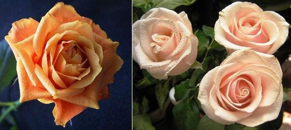 čajové hybridní růže