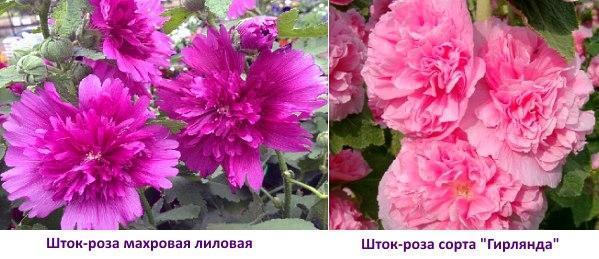 Foto dvojitá růže a girlanda