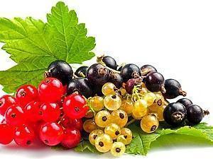 photo of currant