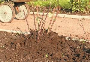 Hilling rose bushes before wintering