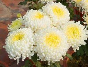 biele chryzantémy