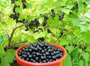 black currant in a bucket
