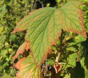 Photo of currant leaves dry