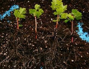 Rooted currant cuttings after reproduction
