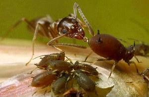 maur drikker bladlusmelk
