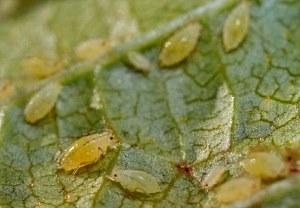 Galovaya aphid on currants under enlargement photo