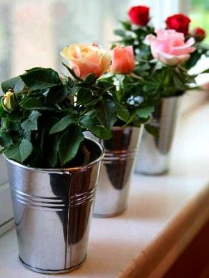 rosas em vasos